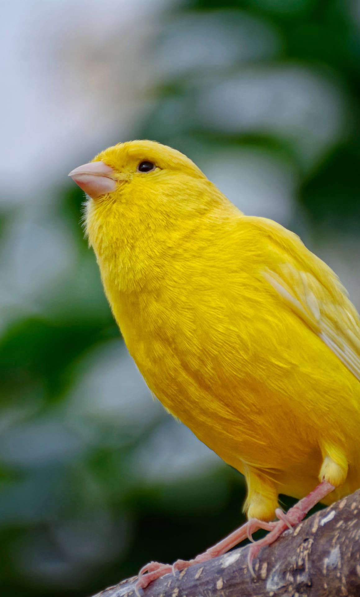 Yellow Canary Bird Up Close Wallpaper