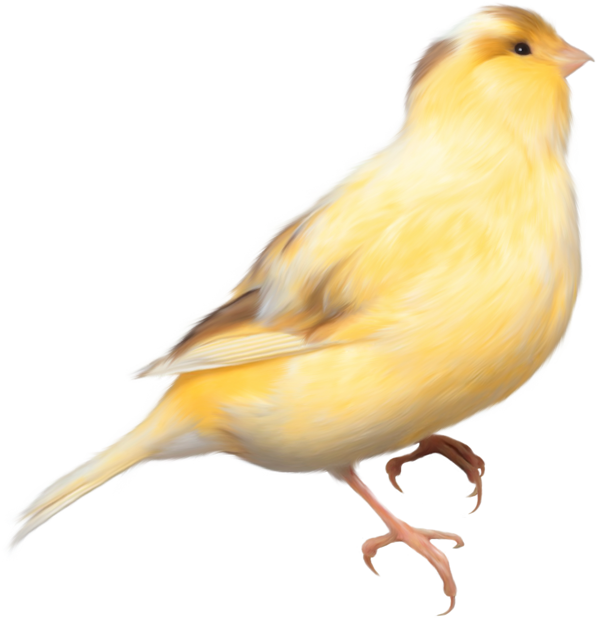 Yellow Canary Illustration PNG