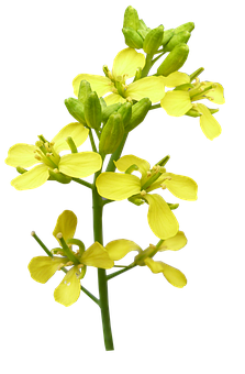 Yellow Canola Flower Against Black Background PNG