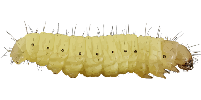 Yellow Caterpillar Black Background PNG