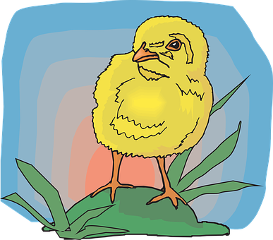 Yellow Chick Illustration PNG