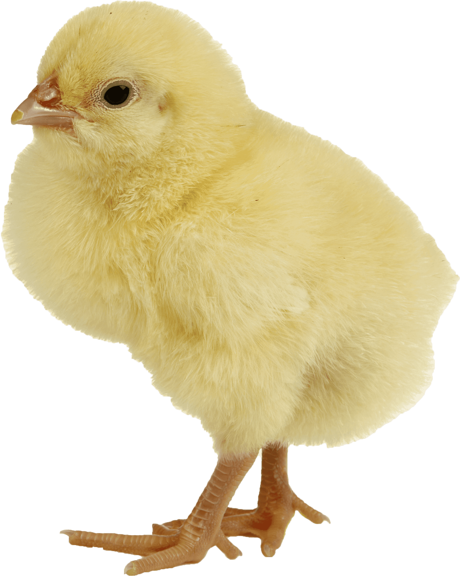 Yellow Chick Standing Isolated PNG