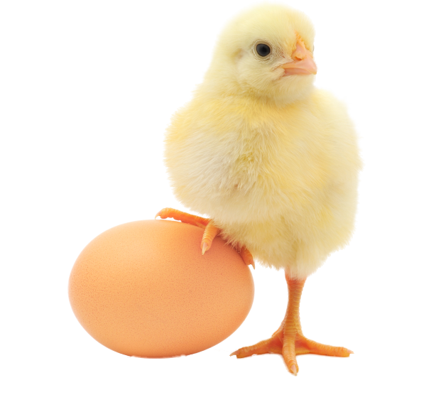 Yellow Chick Standingon Egg PNG