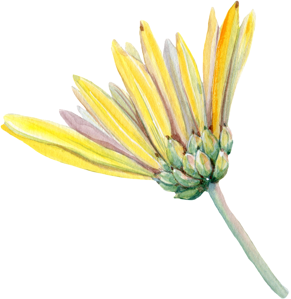 Yellow Chrysanthemum Watercolor PNG