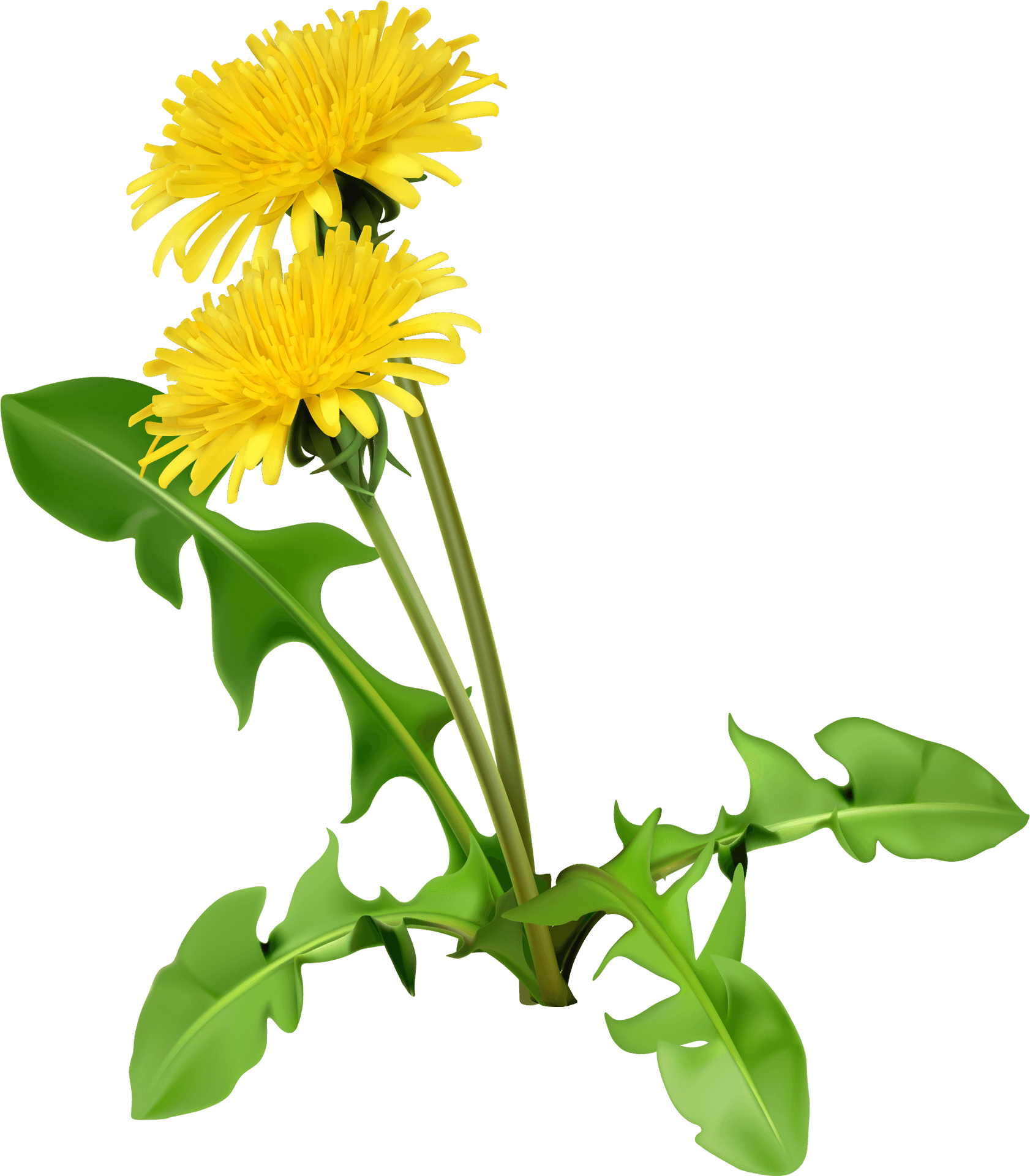 Yellow Chrysanthemums Graphic PNG