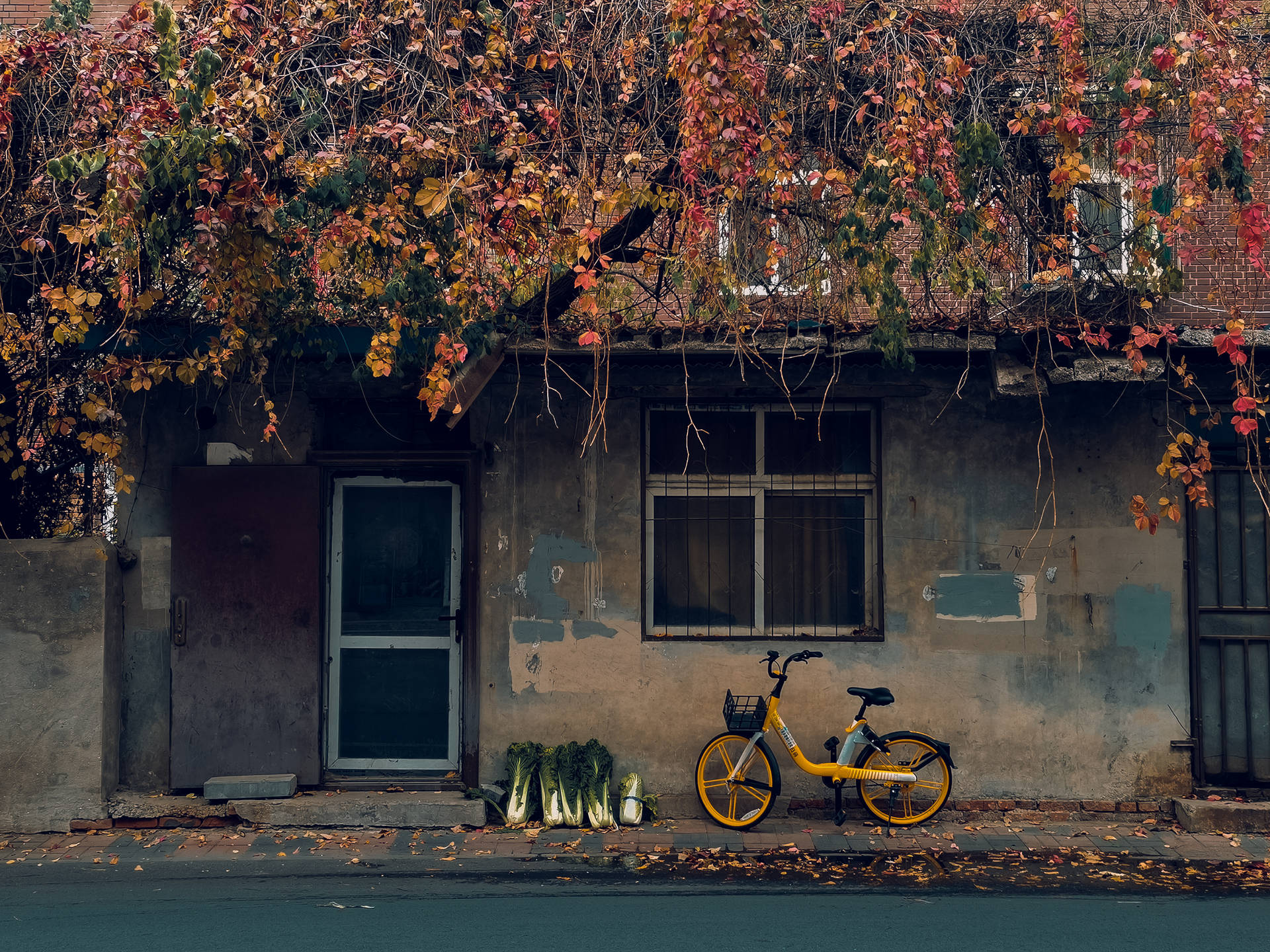 Enjoying the fall leaves with a yellow city bike Wallpaper