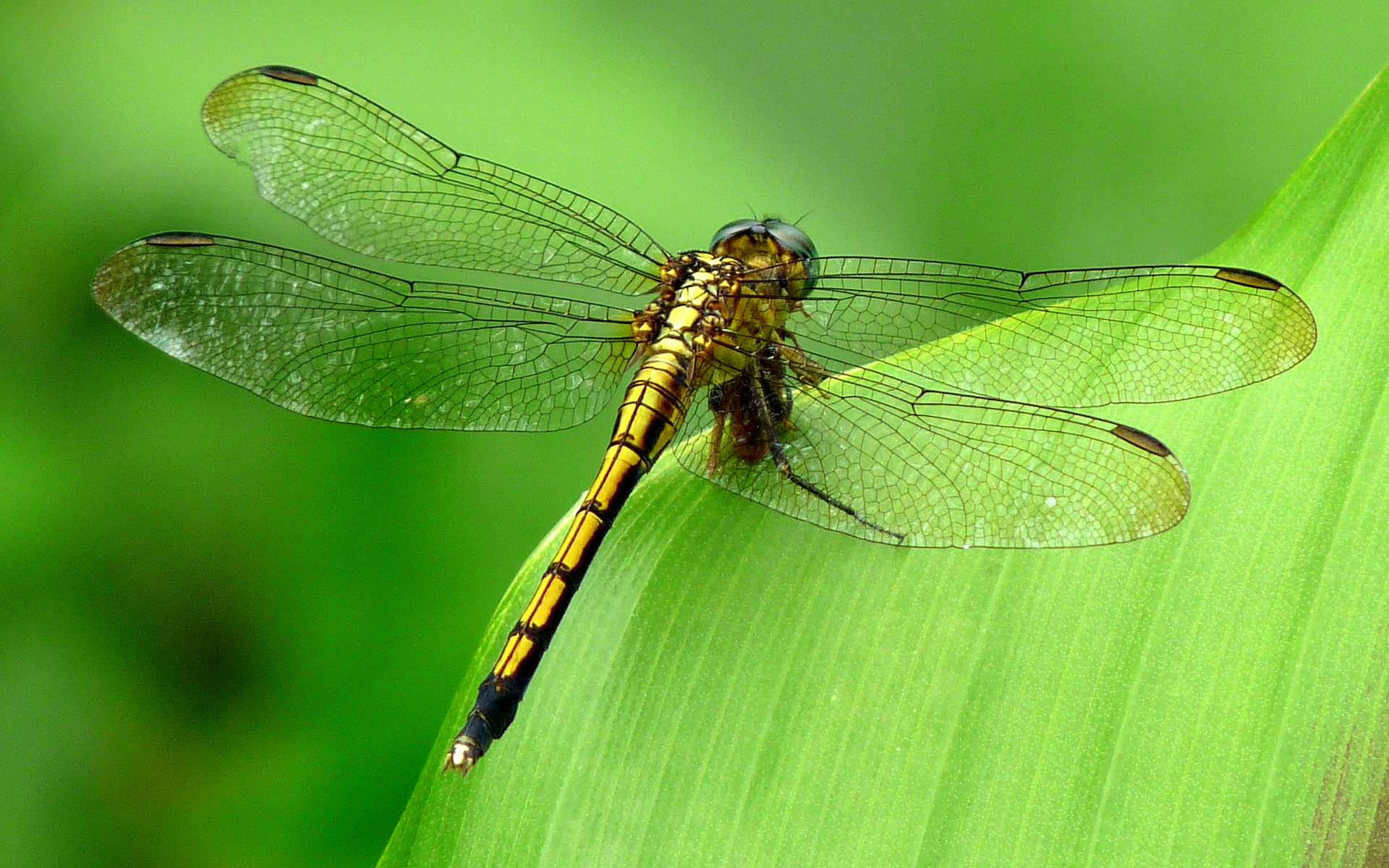 Yellow Common Clubtail Dragonfly