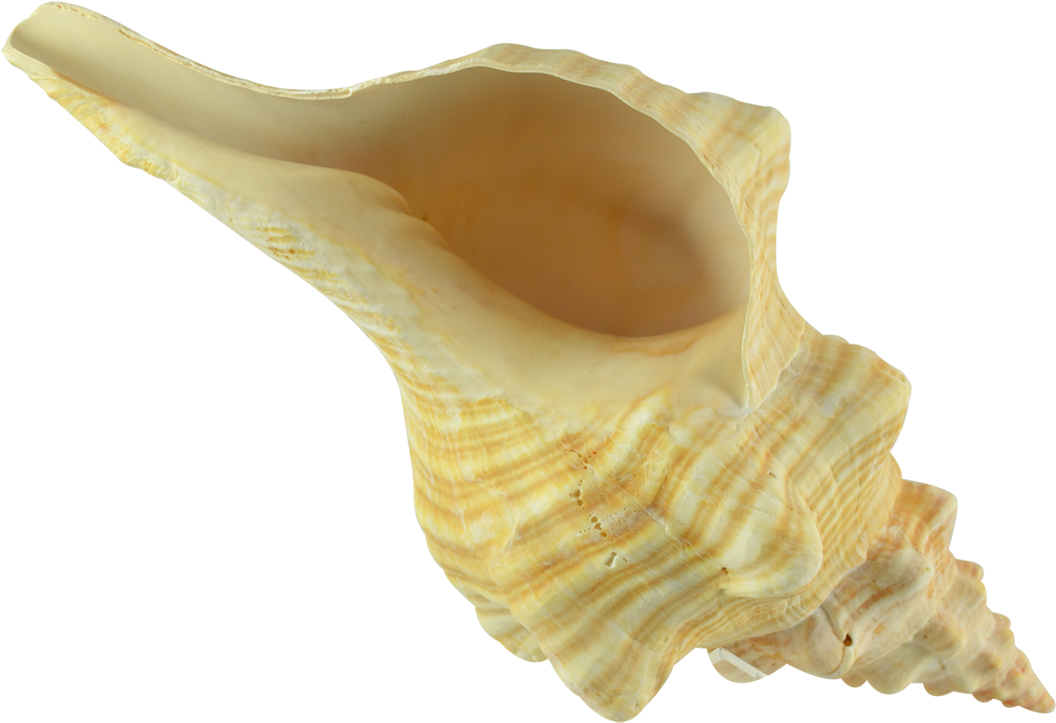 Yellow Conch Shell Isolated PNG