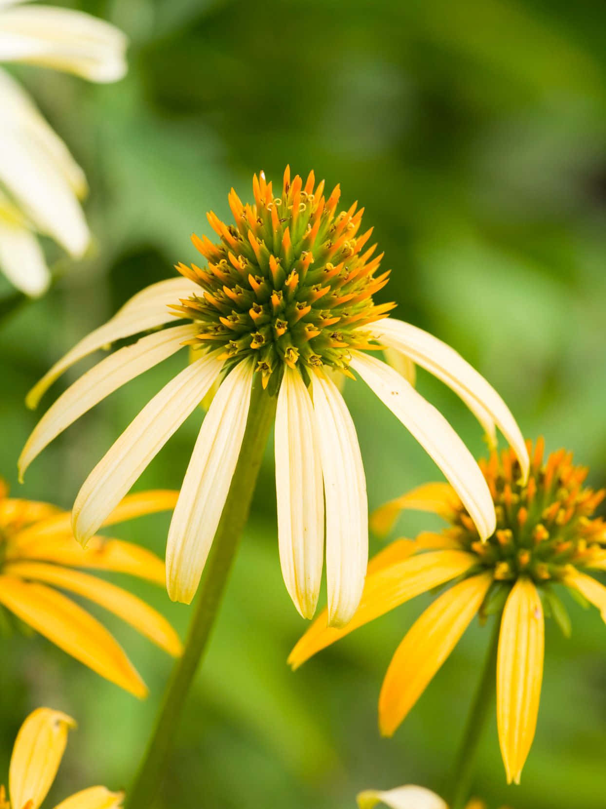 Bunga Coneflower Kuning Yang Indah Mekar Di Alam Wallpaper