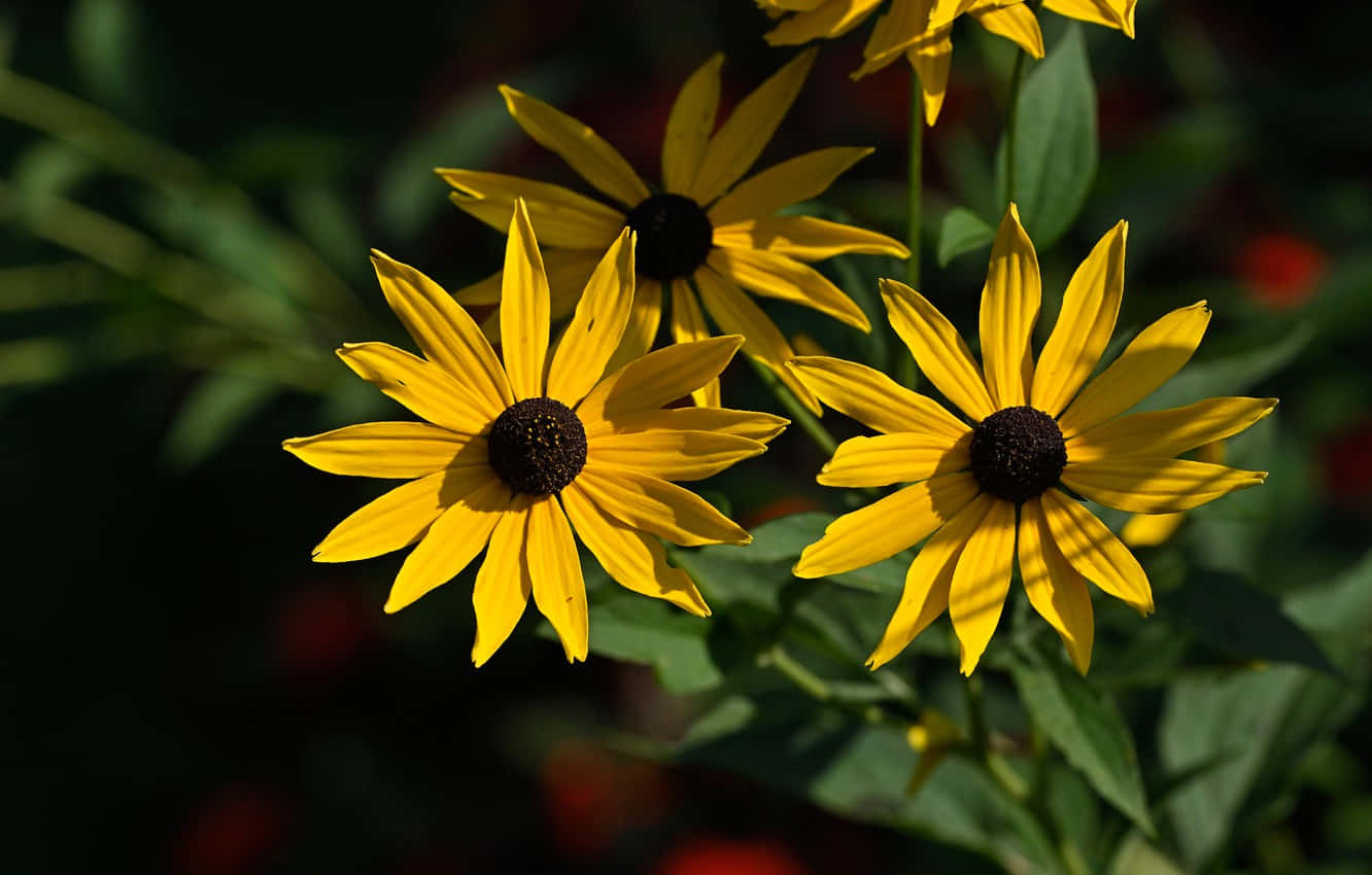 Fleur De Cône Jaune Captivante En Pleine Floraison Fond d'écran