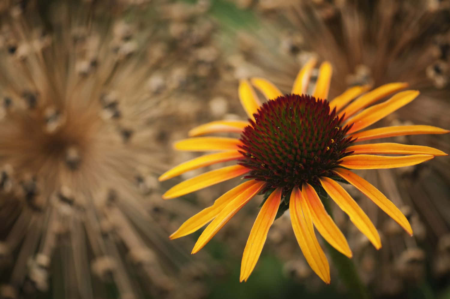 Vibrante Gele Coneflower In Volle Bloei Achtergrond