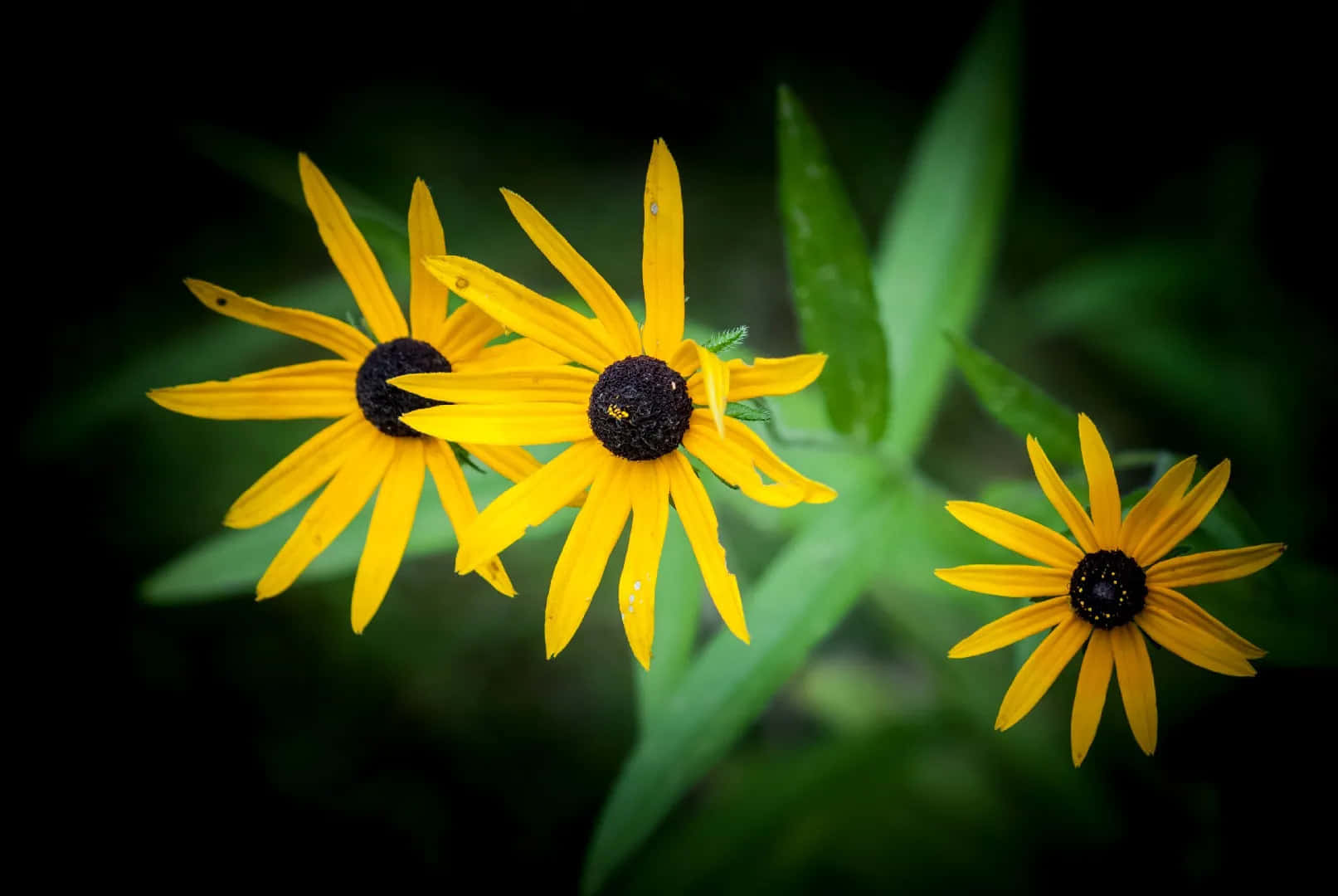 Mooie Gele Coneflower In Bloei Achtergrond