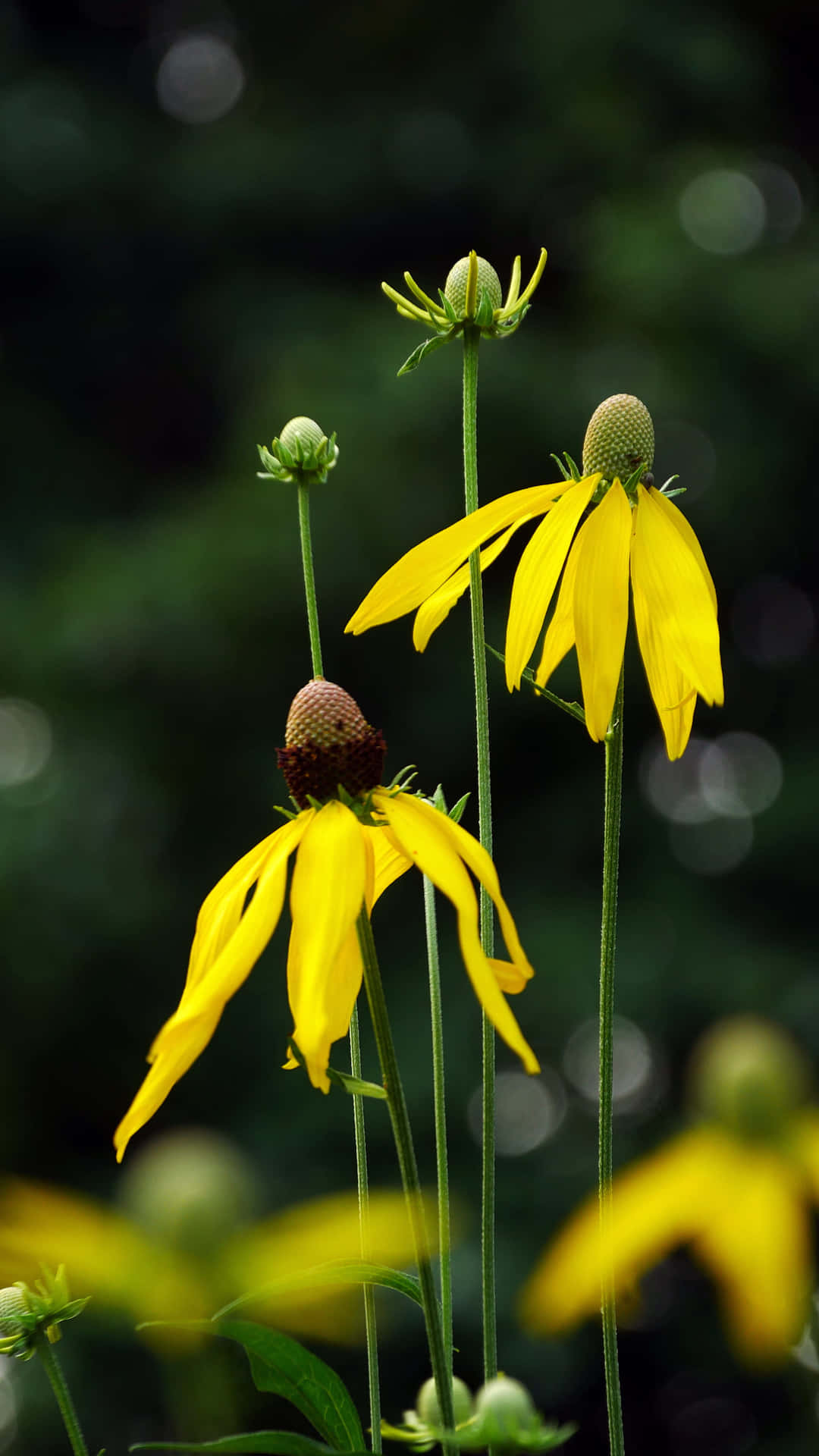 Fleurs De Cône Jaune Captivantes En Pleine Floraison Fond d'écran