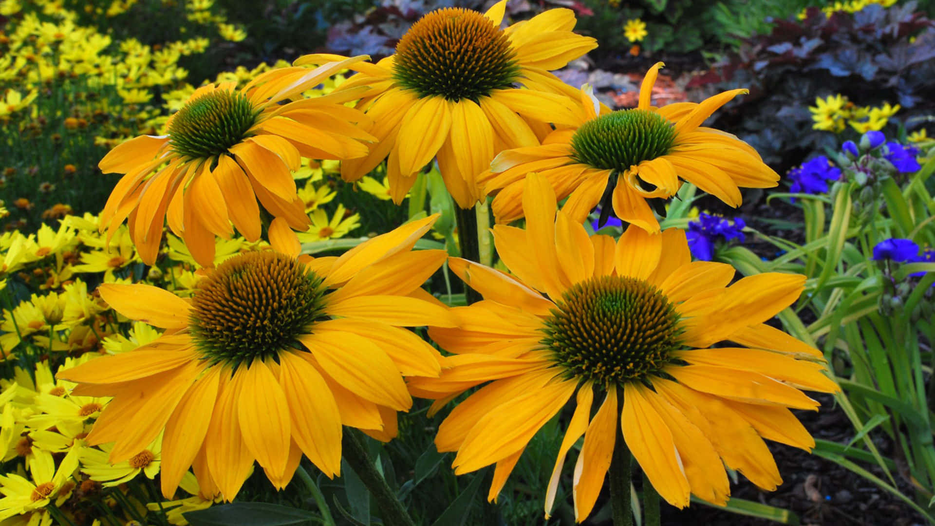 Bunga Coneflower Kuning Yang Cerah Di Taman Subur Wallpaper