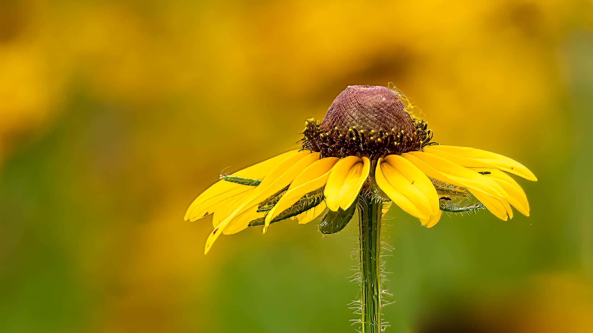 Bunga Coneflower Kuning Yang Menakjubkan Dalam Mekar Penuh Wallpaper