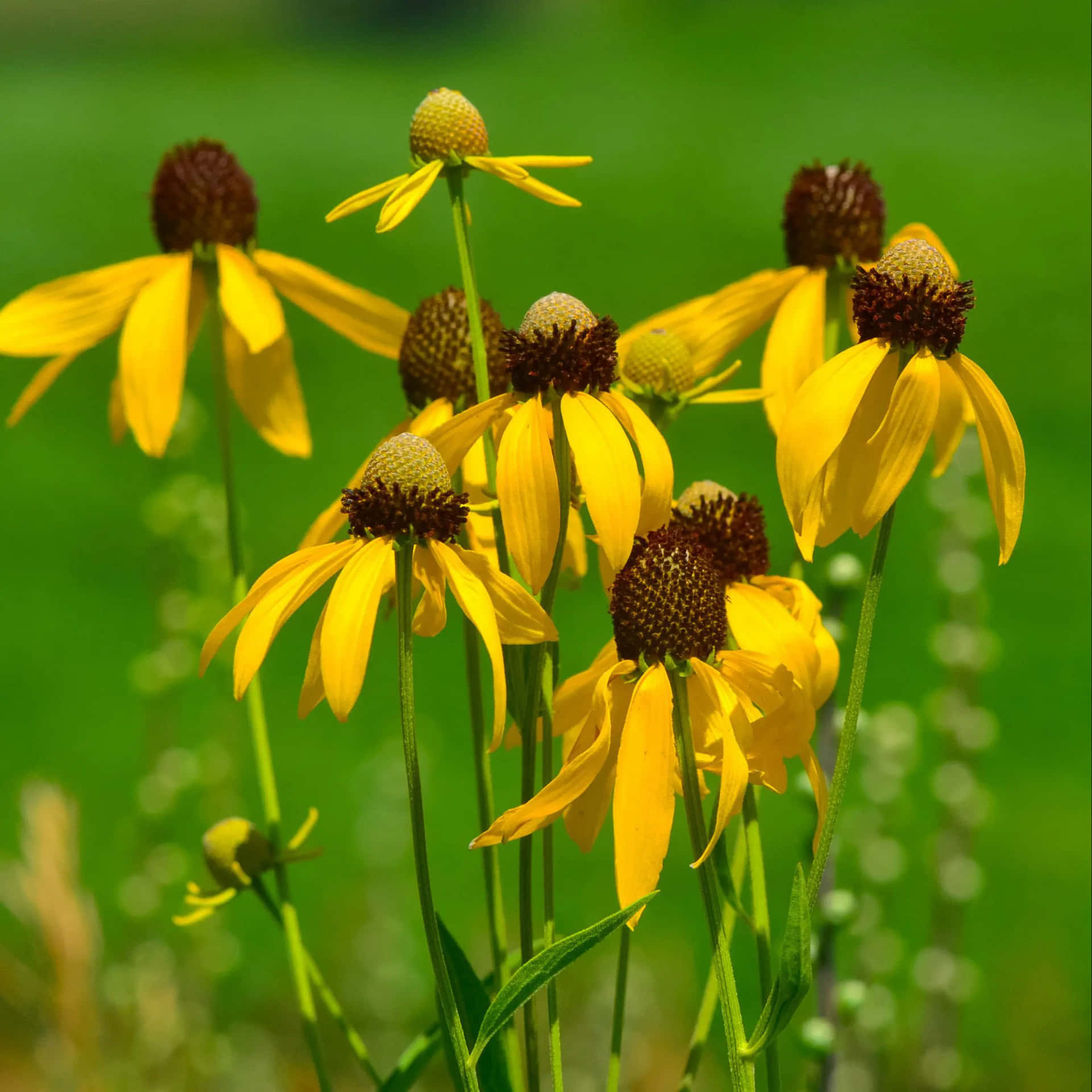 Bunga Coneflower Kuning Yang Indah Dalam Mekar Wallpaper