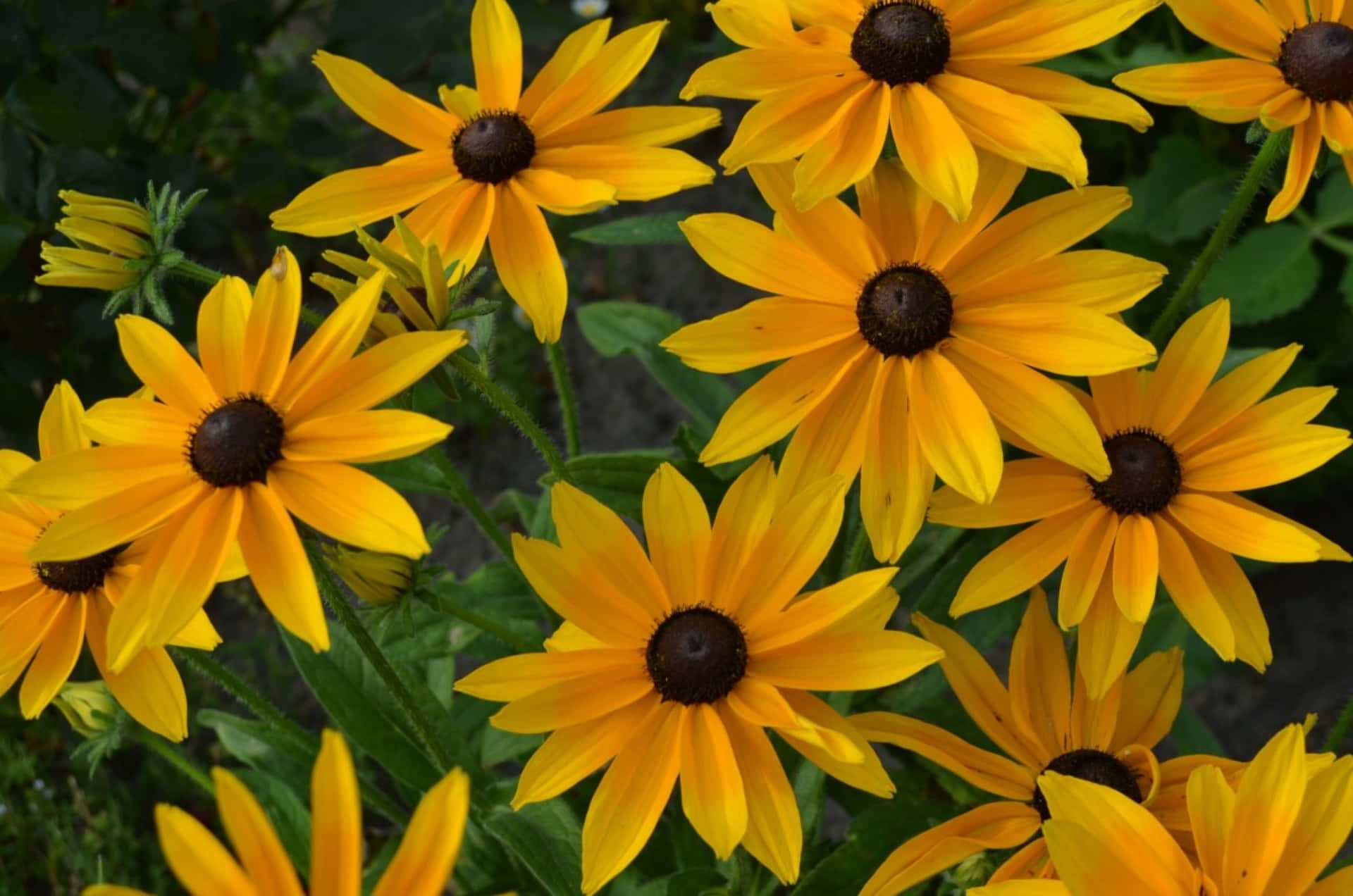 Belle Fleur De Cône Jaune En Pleine Floraison Fond d'écran