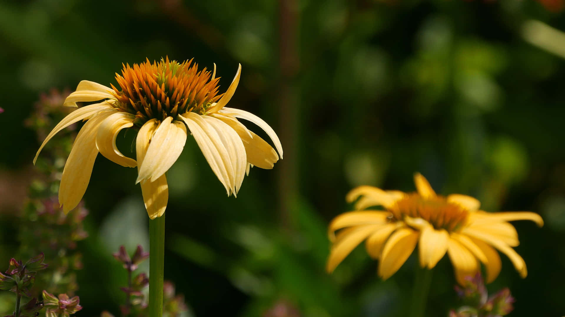 Captivantes Échinacées Jaunes En Pleine Floraison Fond d'écran