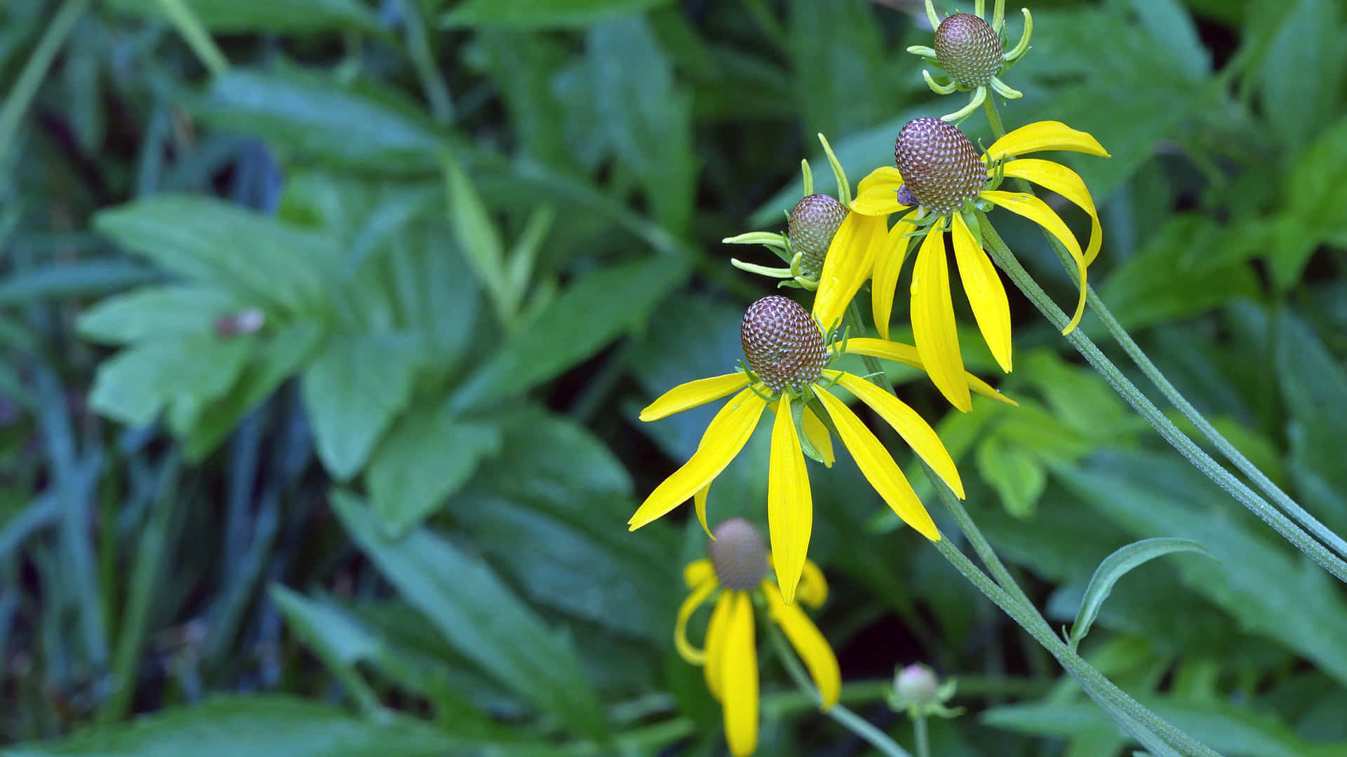 Bunga Coneflower Kuning Yang Menakjubkan Dalam Mekar Penuh Wallpaper