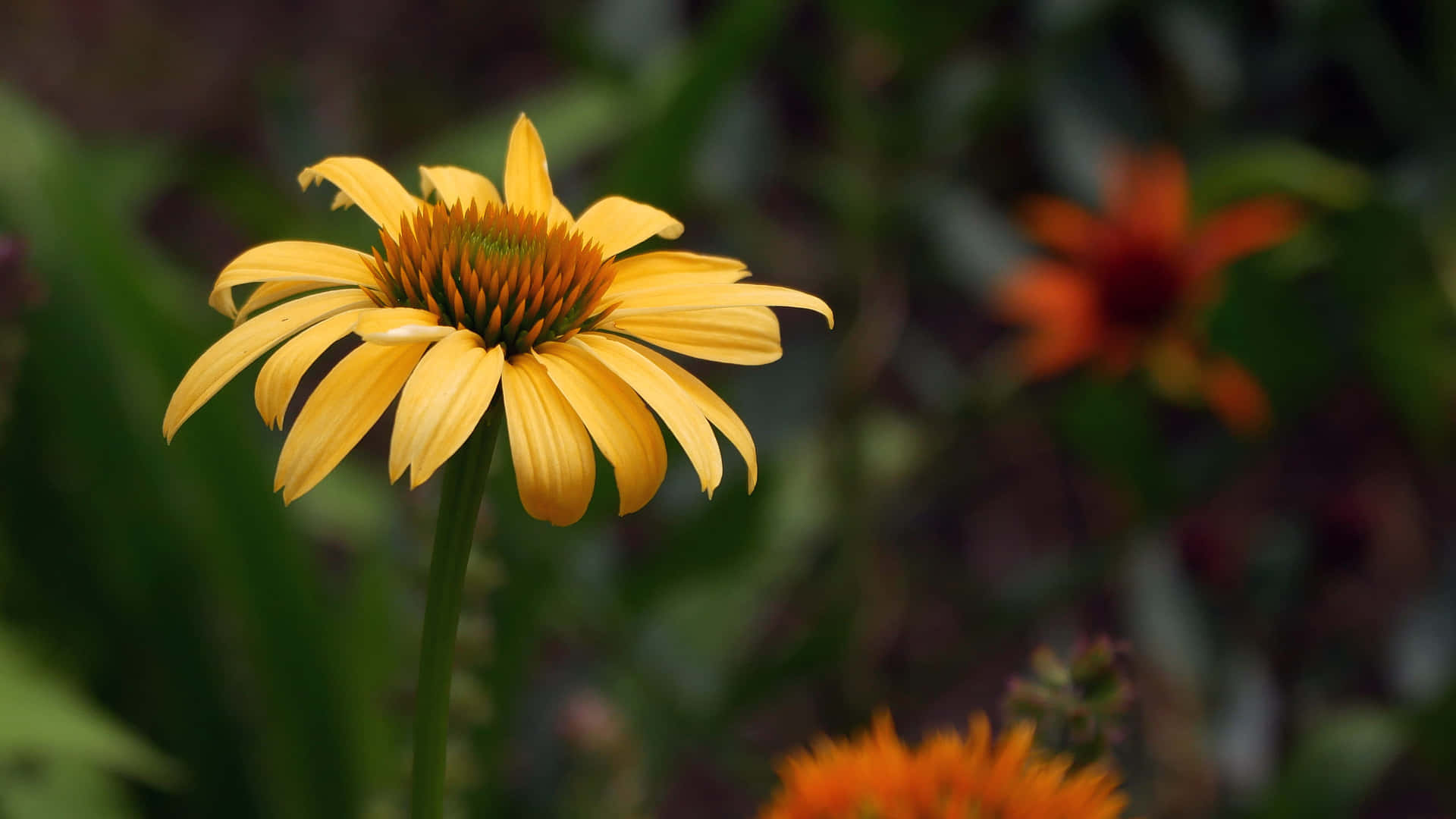 Bunga Coneflower Kuning Dalam Mekar Penuh Wallpaper