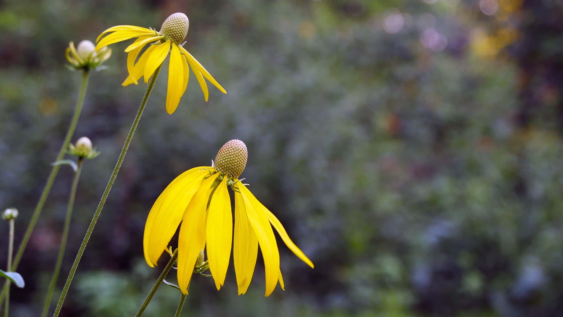 Bunga Coneflower Kuning Yang Cerah Dalam Mekar Penuh Wallpaper