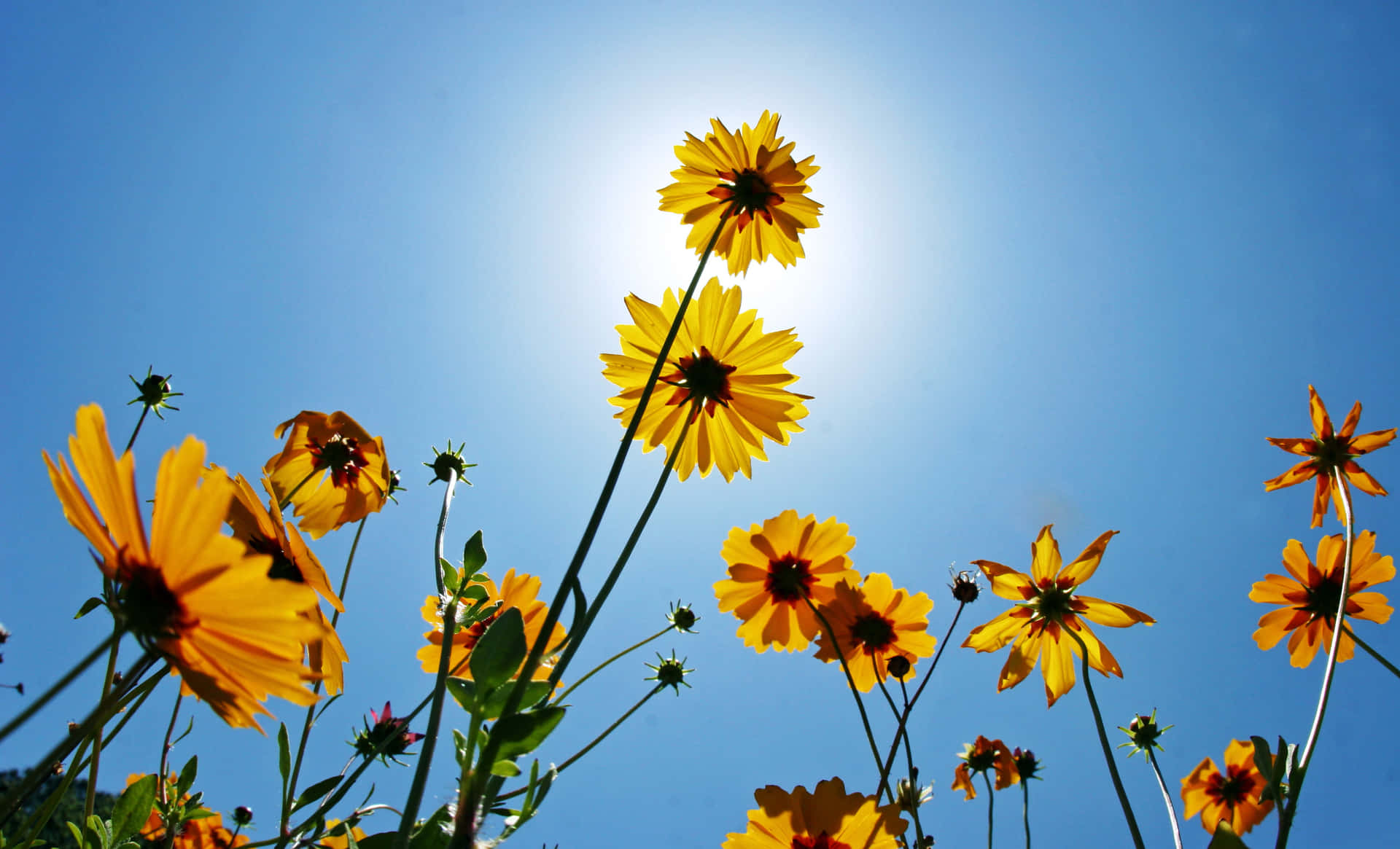 Vibrant Yellow Coneflower in Bloom Wallpaper