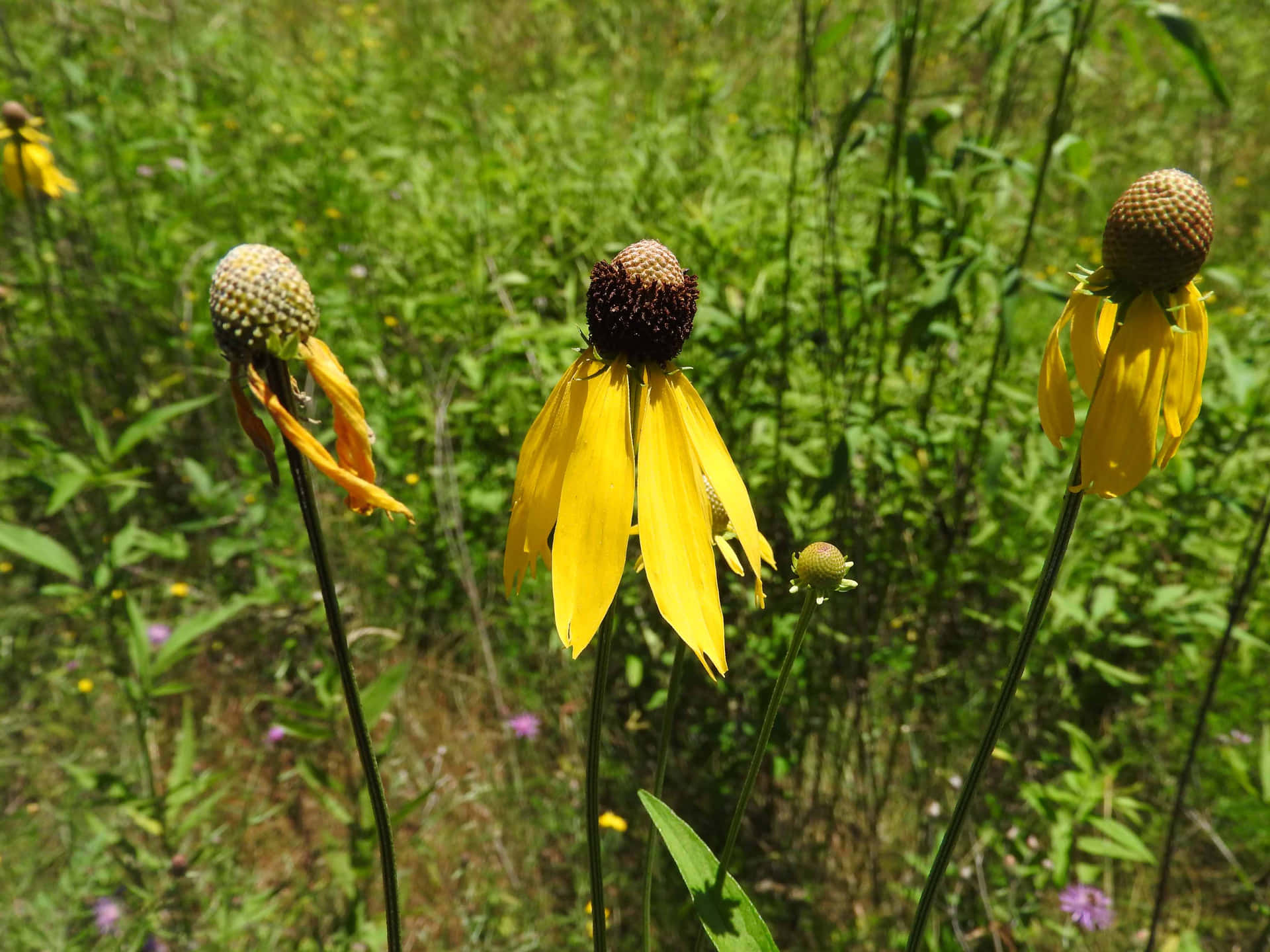 Bunga Coneflower Kuning Cerah Di Taman Wallpaper