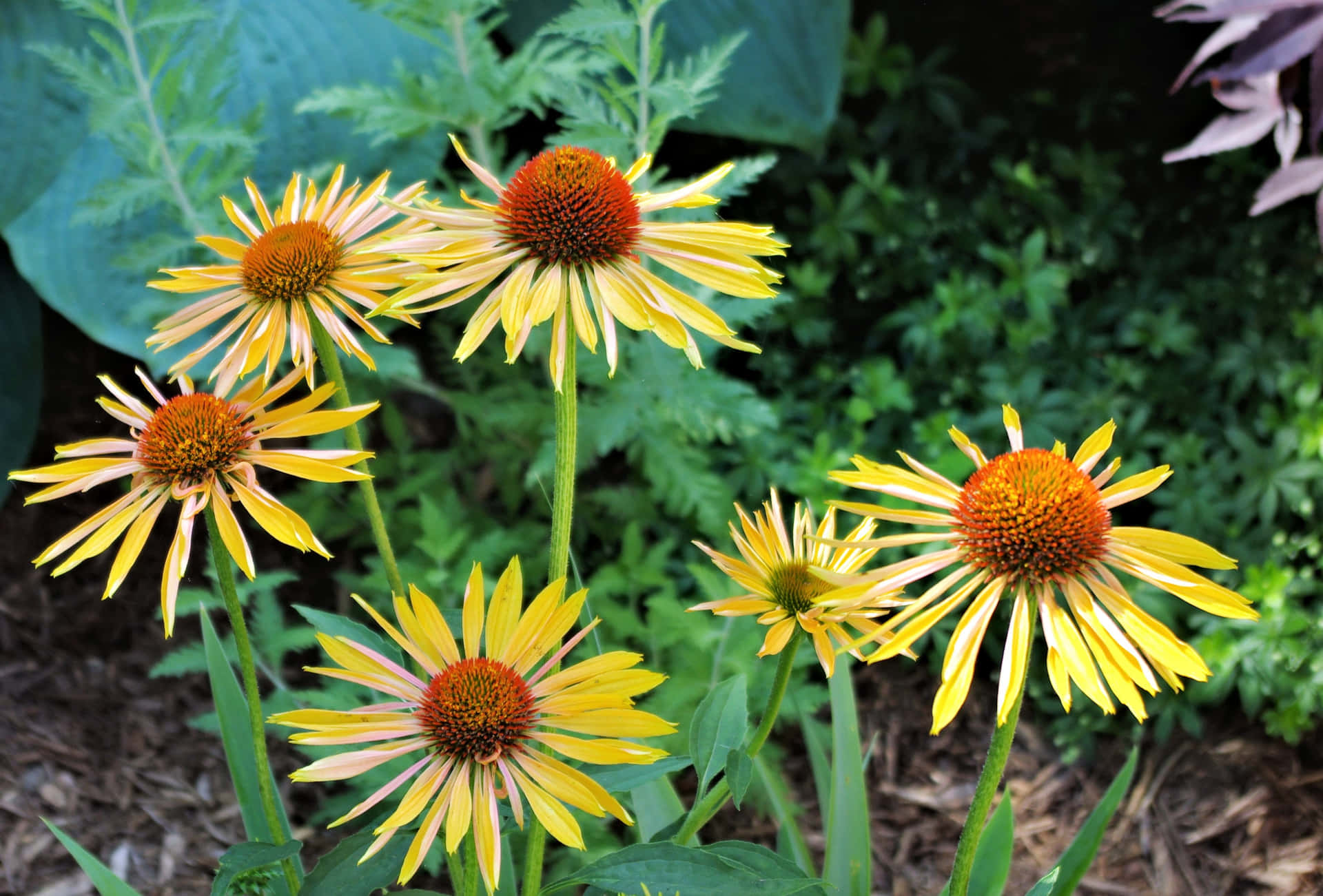 Belle Fleur De Cône Jaune Fleurissant Dans La Nature Fond d'écran