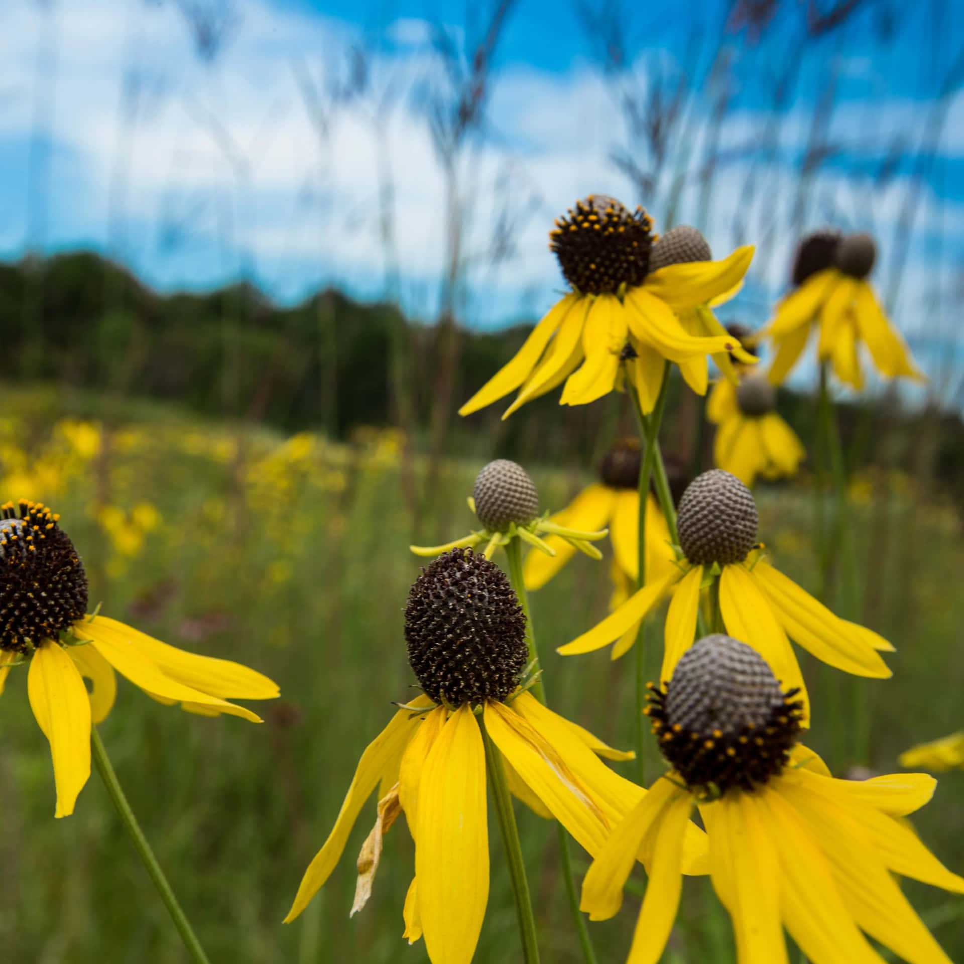 Bunga Coneflower Kuning Yang Cerah Wallpaper