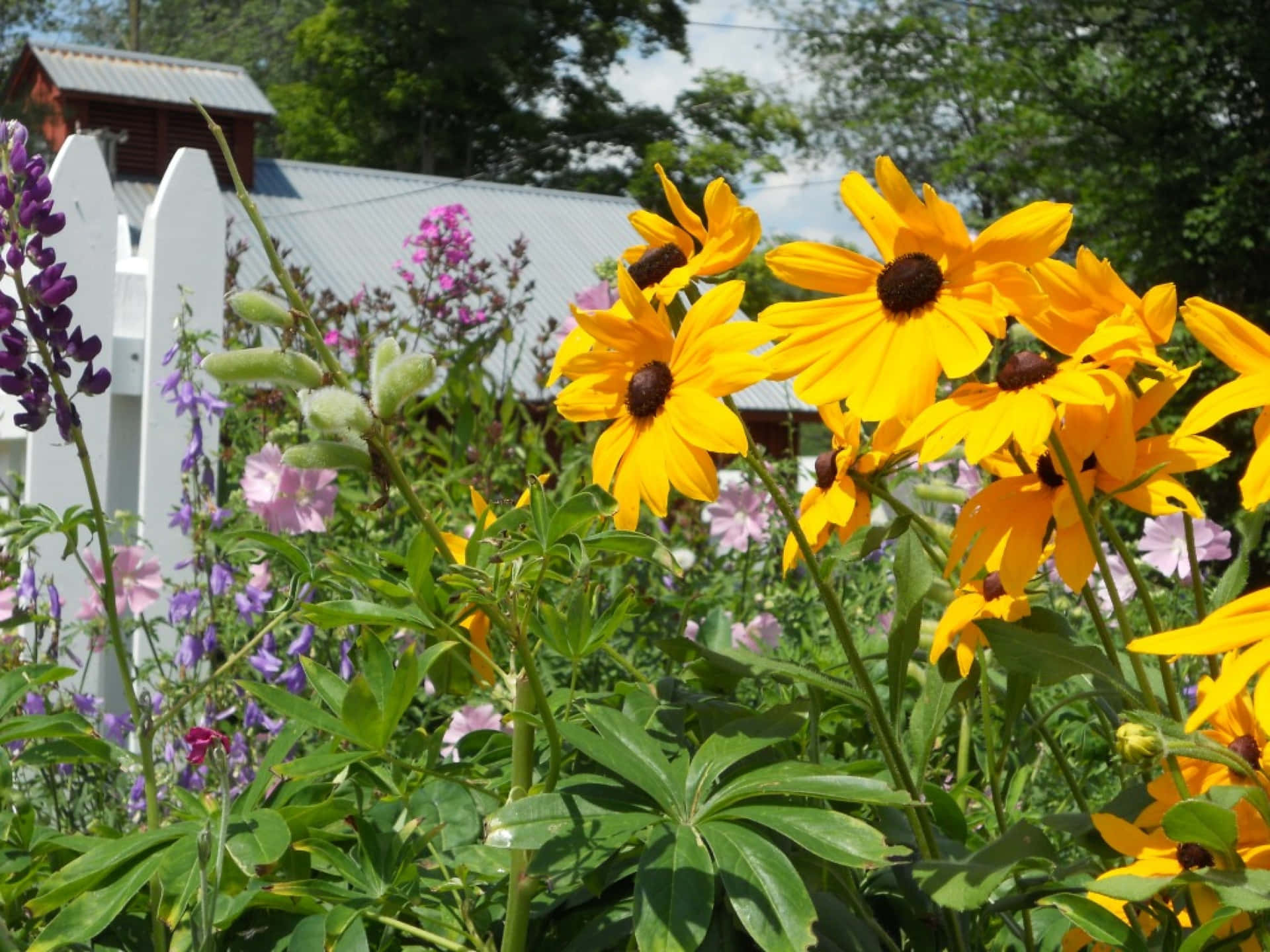 Bright Yellow Coneflower Blooming in a Garden Wallpaper