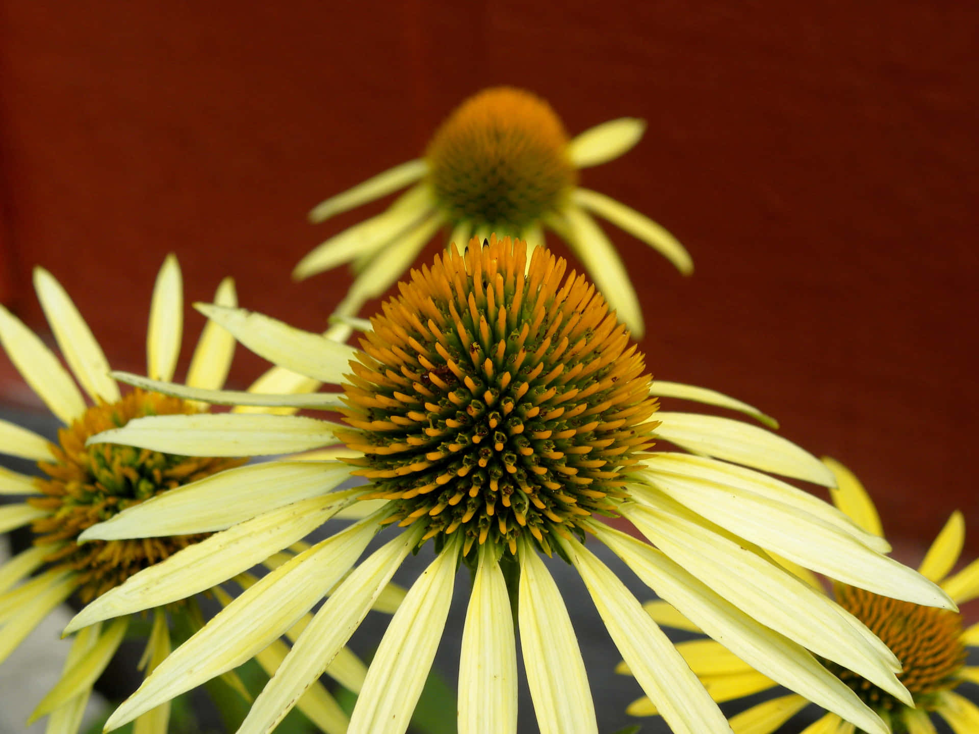 Bunga Coneflower Kuning Yang Menakjubkan Dalam Mekar Penuh Wallpaper