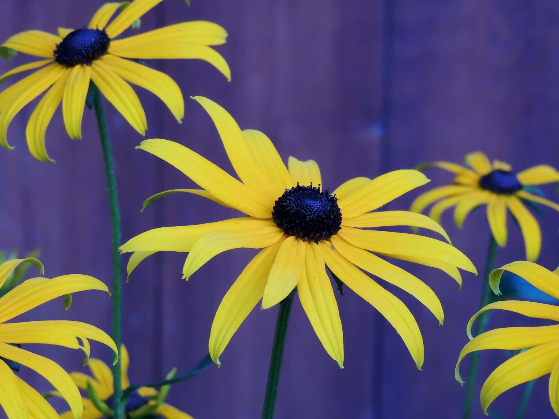 Close-up Indah Dari Bunga Coneflower Kuning Yang Cerah Wallpaper