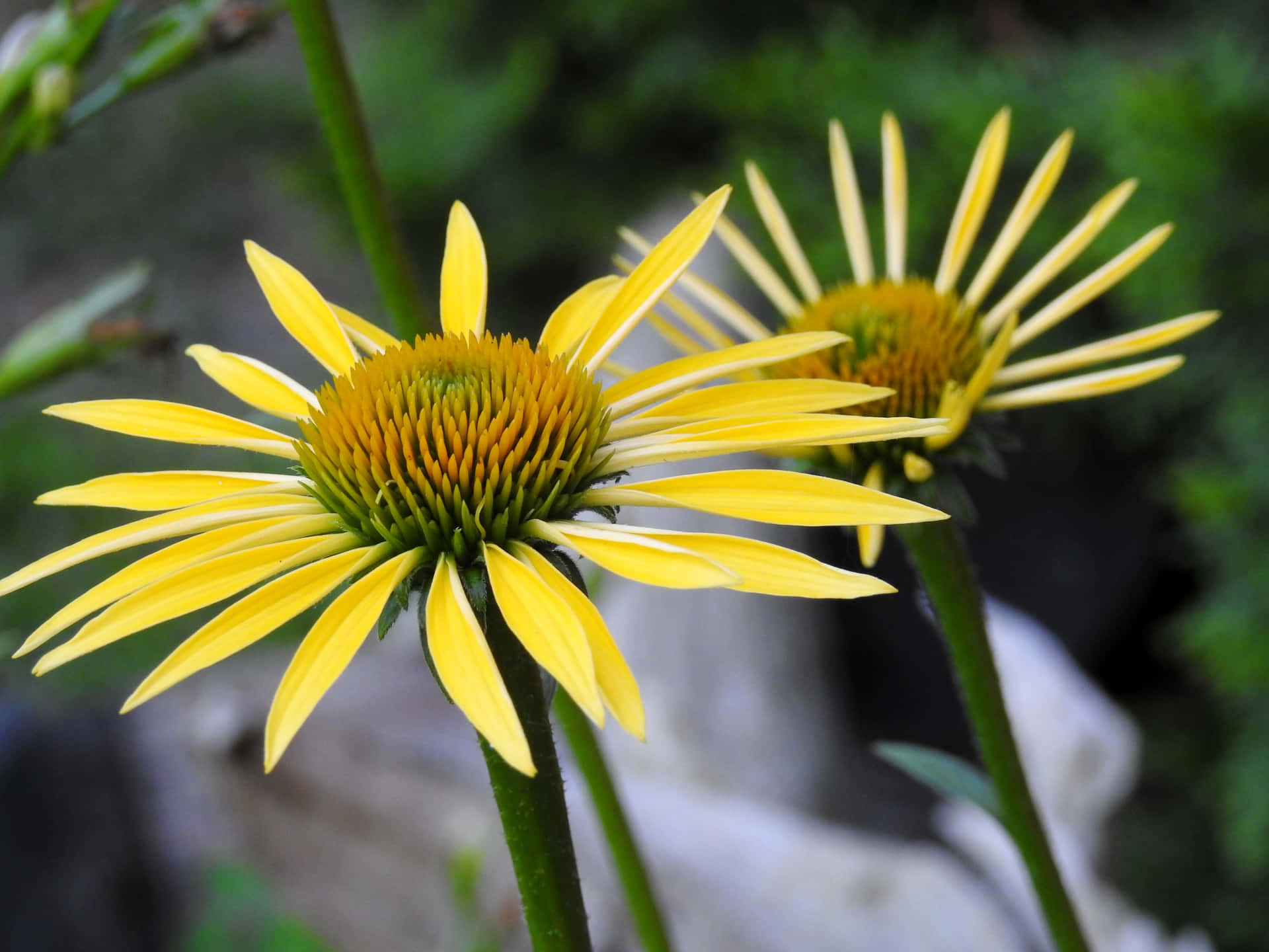 Bunga Coneflower Kuning Yang Indah Dalam Mekar Penuh Wallpaper