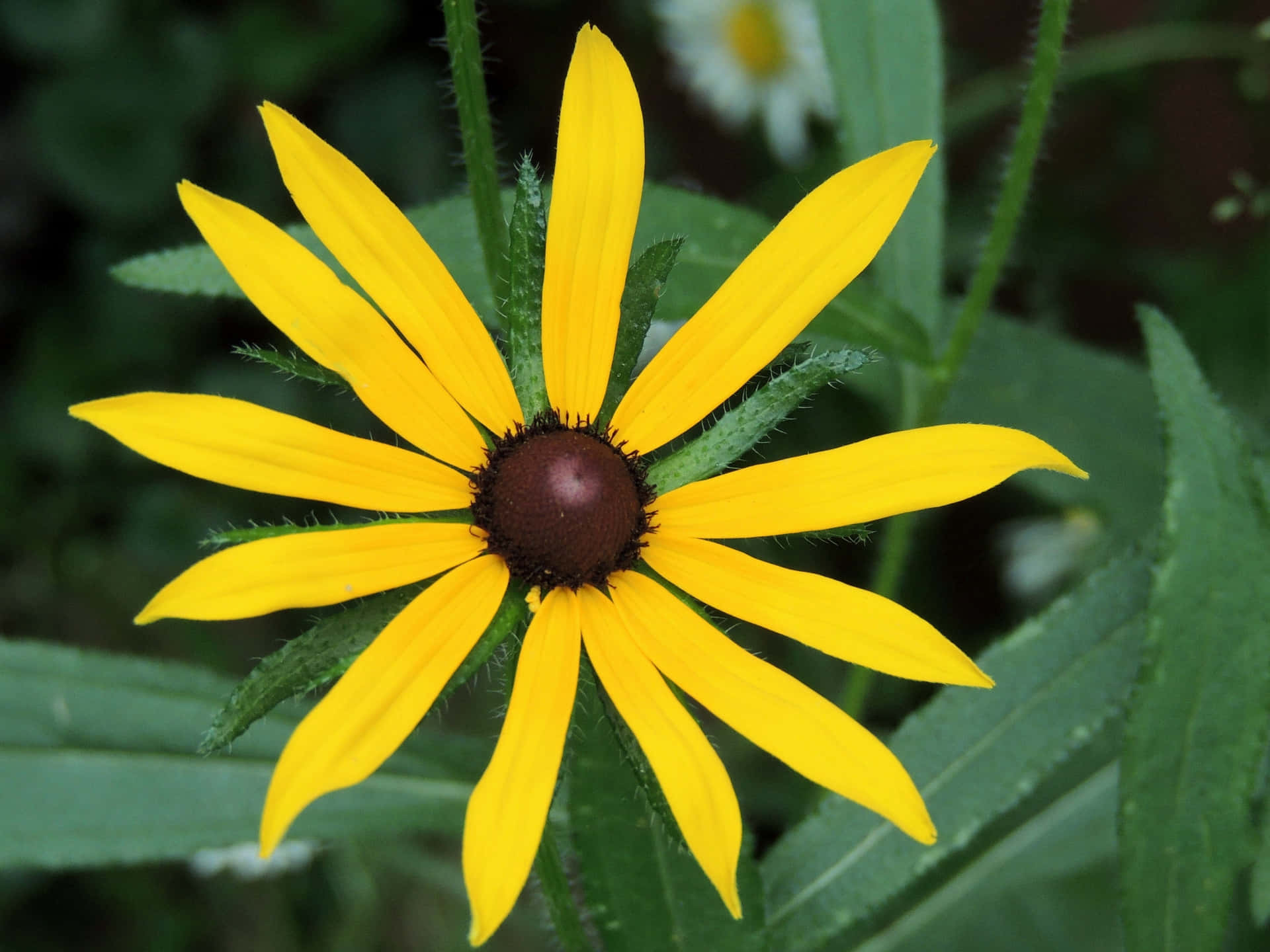 Superbe Fleur De Cône Jaune En Pleine Floraison Fond d'écran