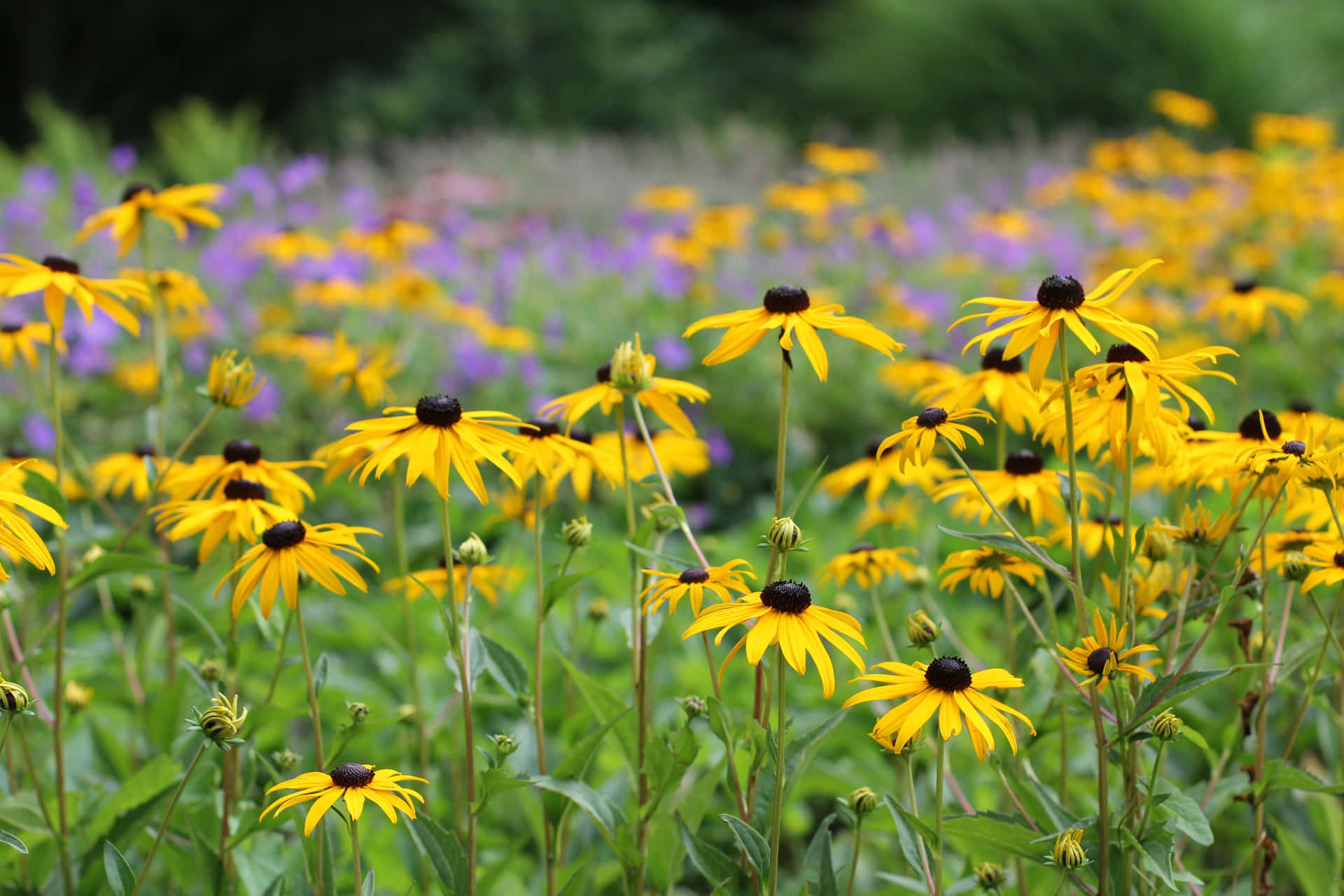 Bunga Coneflower Kuning Yang Menakjubkan Mekar Di Alam Wallpaper