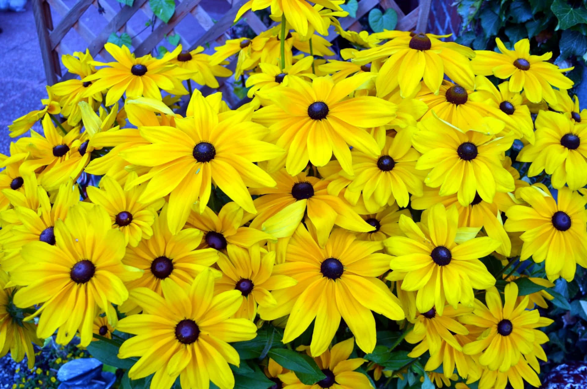 Fleurs De Cône Jaune Belles Et Vibrantes En Pleine Floraison Fond d'écran