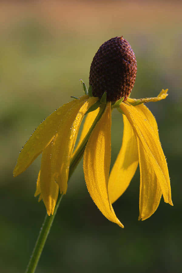 Vibrant Yellow Coneflower in Full Bloom Wallpaper