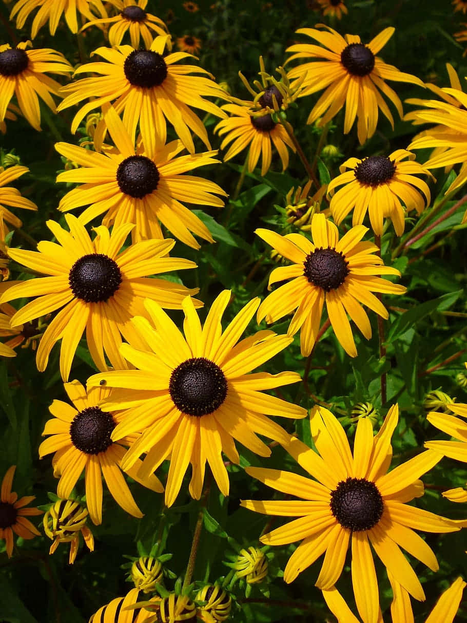 Belle Echinacée Jaune En Fleurs Fond d'écran