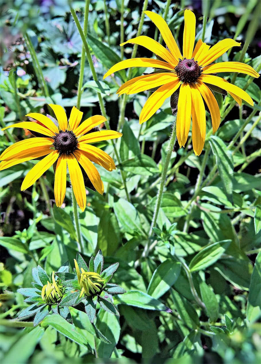 Echinacée Jaune Captivante Fond d'écran