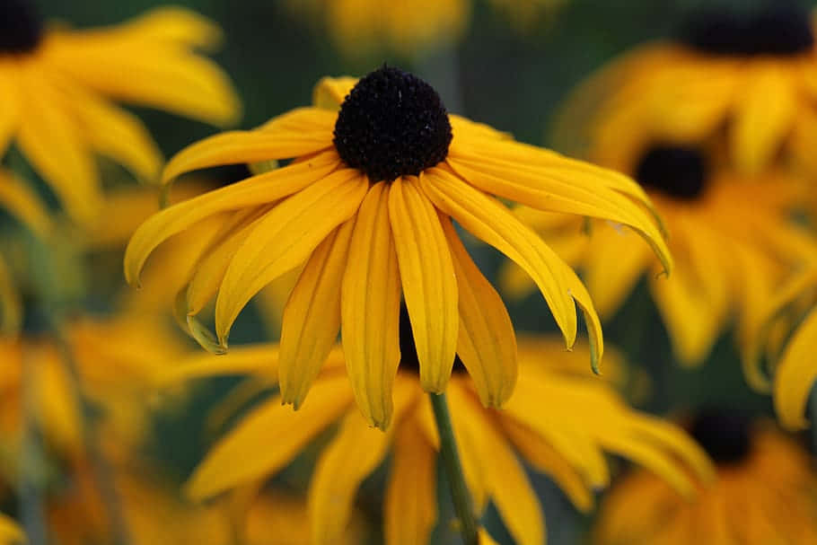 Echinacée Jaune En Fleurs Dans Un Beau Paysage Fond d'écran