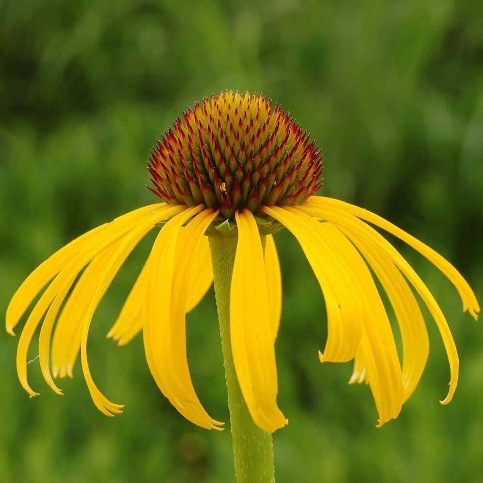 Betoverende Gele Coneflower In Bloei Achtergrond