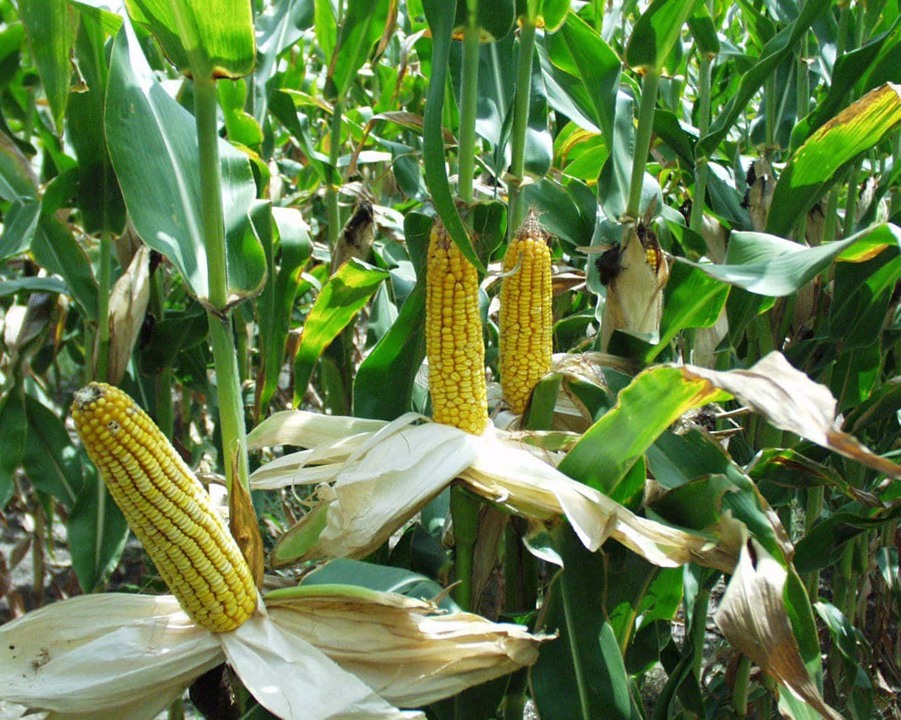 Bright and Vibrant Yellow Corn Kernels Wallpaper