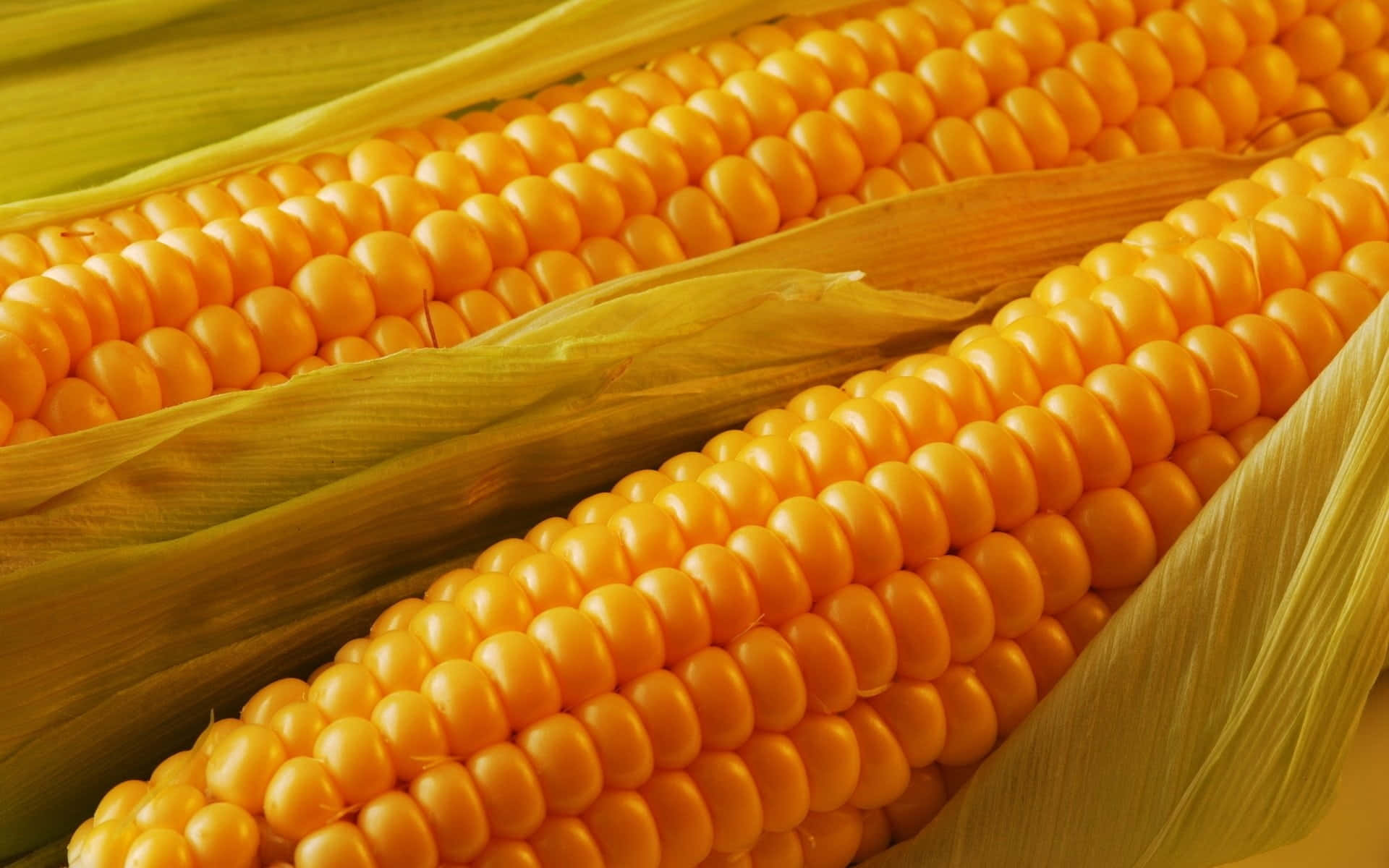 A close-up image of vibrant yellow corn kernels on the cob Wallpaper