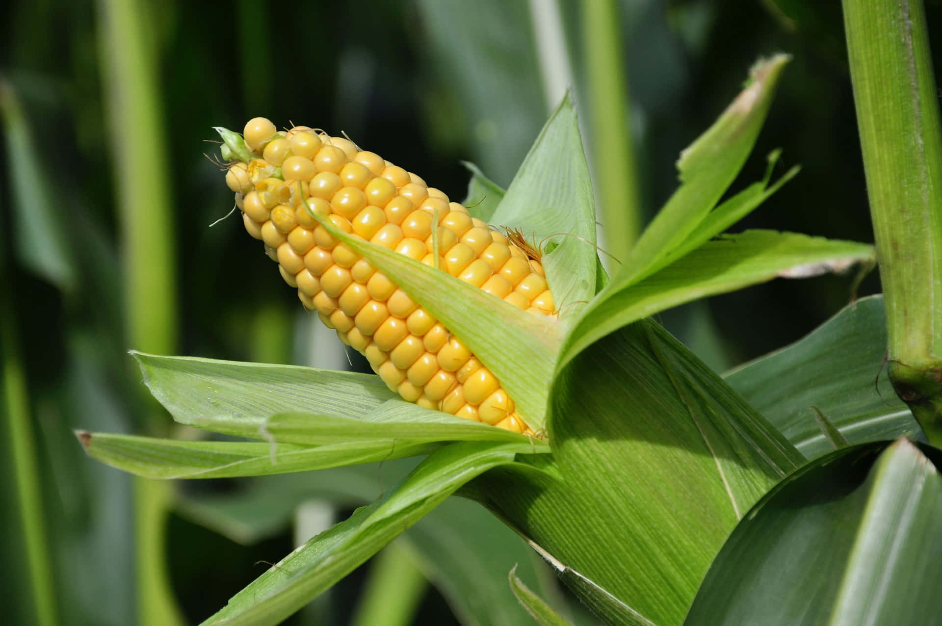 Fresh and vibrant yellow corn kernels Wallpaper