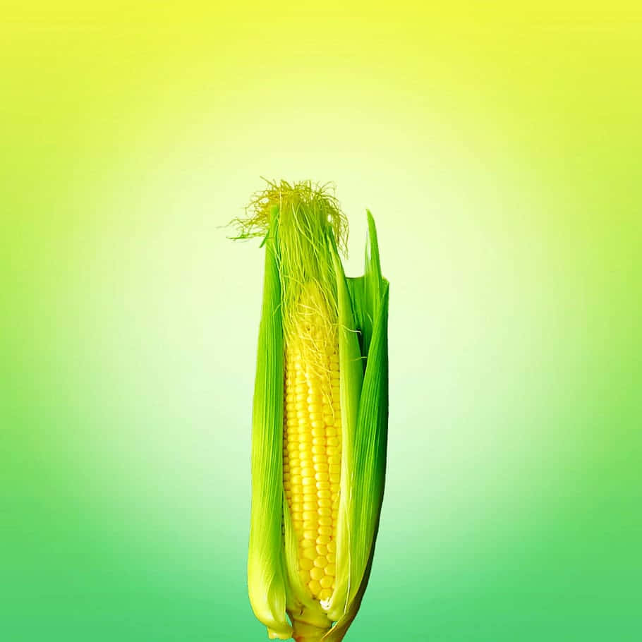 Download Vibrant Yellow Corn On The Cob Wallpaper 