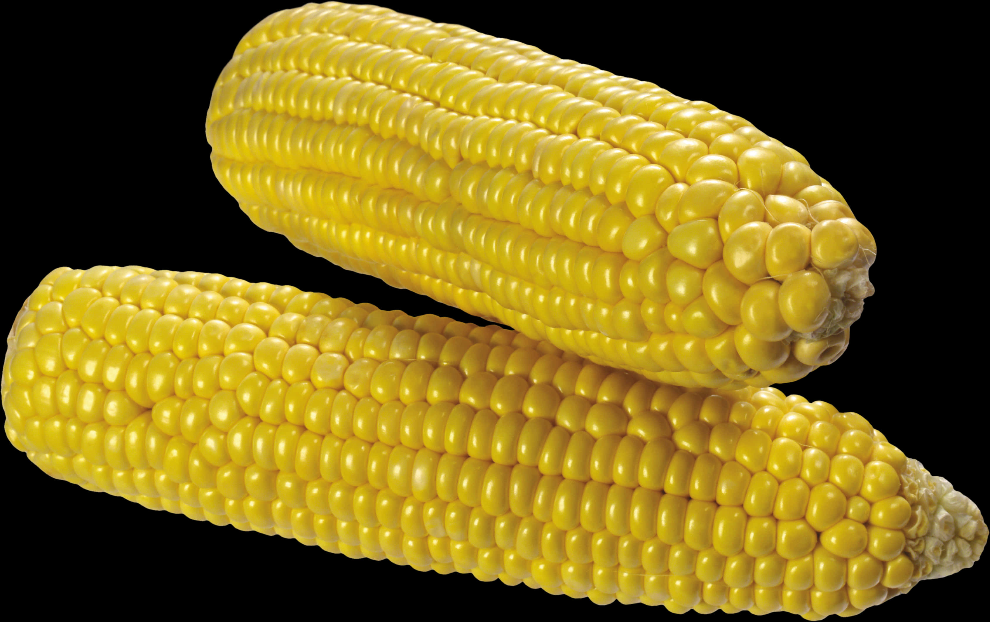 Yellow Corn Cobs Black Background PNG