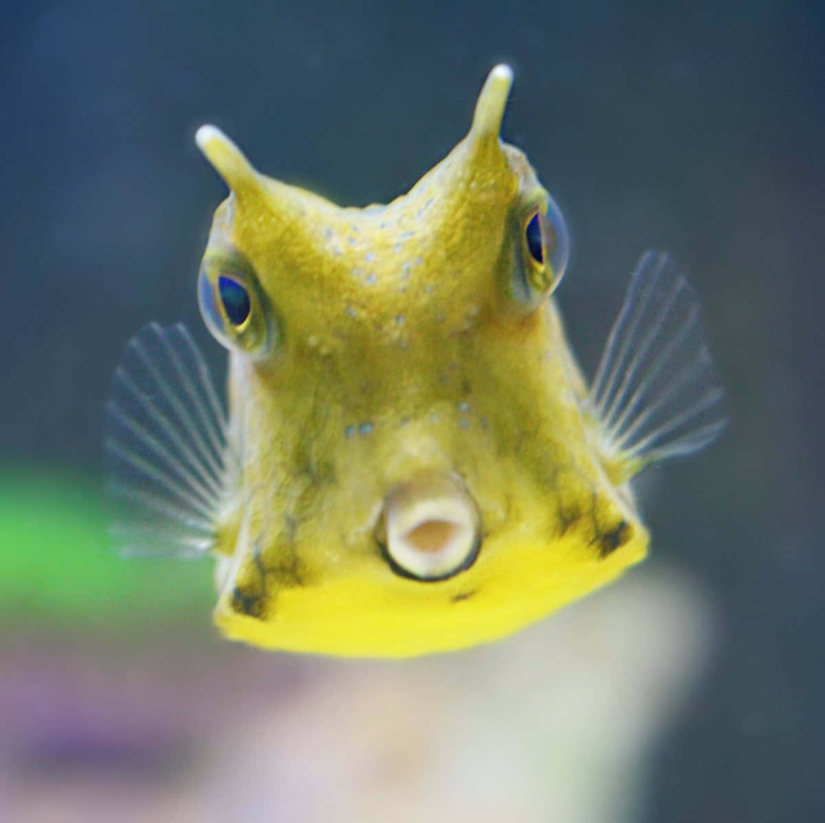 Download Yellow Cowfish Closeup Wallpaper | Wallpapers.com