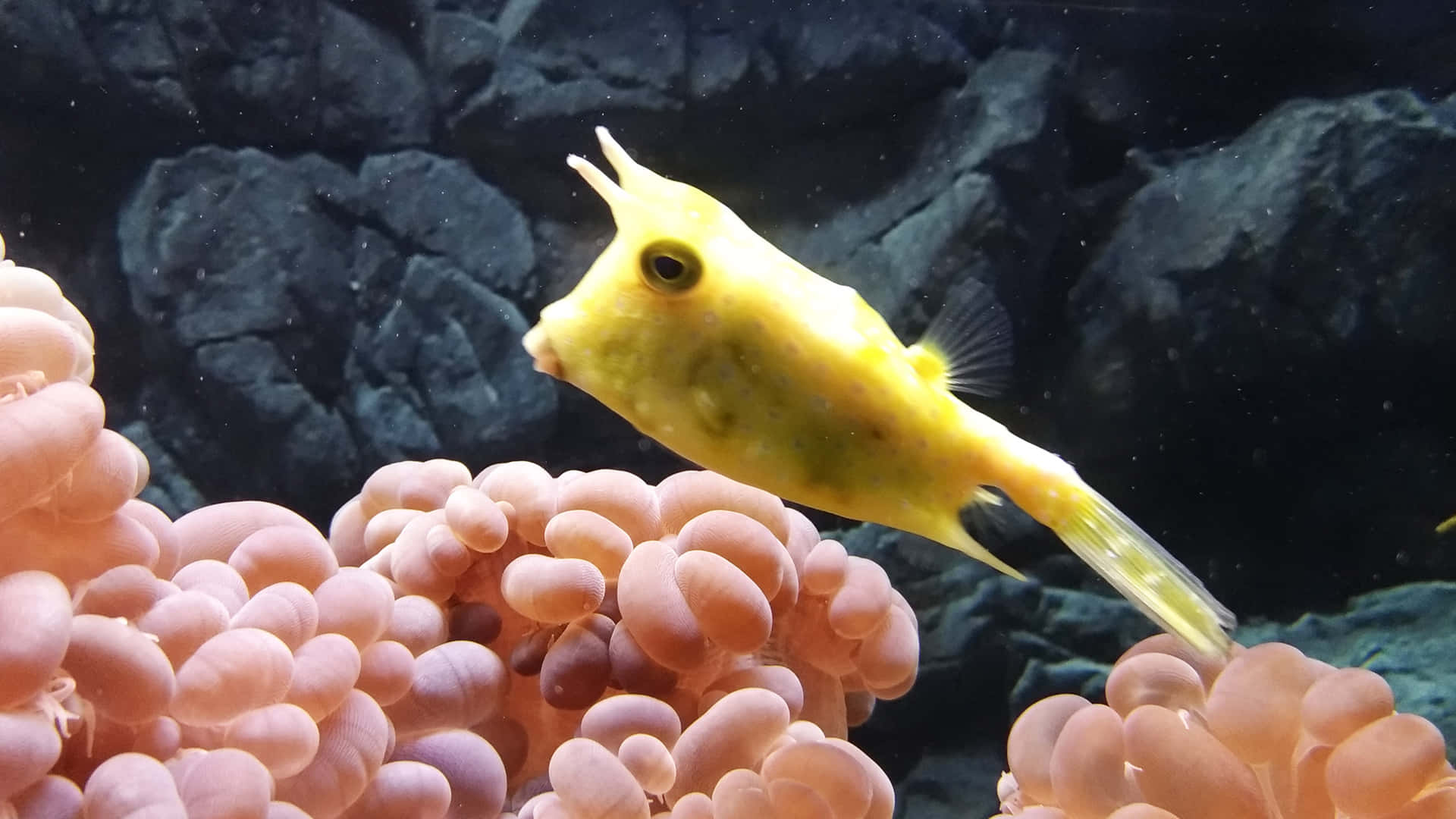 Yellow Cowfish Coral Reef Aquatic Life.jpg Wallpaper