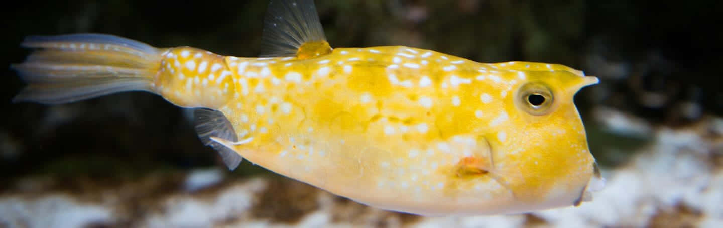 Ikan Cowfish Kuning Berenang Wallpaper