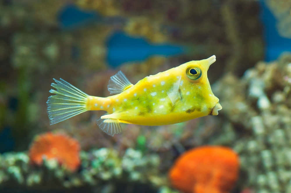 Yellow Cowfish Swimming Aquarium Wallpaper